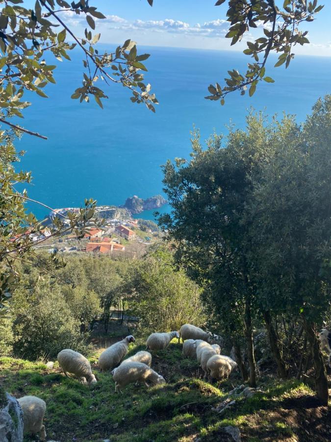 B&B Miramare Agerola Eksteriør bilde